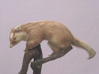 鼬獾藏品圖，第3張